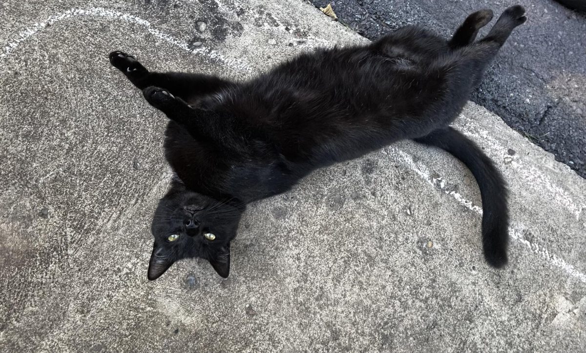 Black cat rolling on concrete.