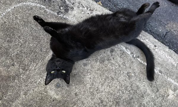 Black cat rolling on concrete.