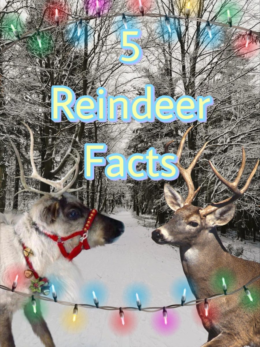 5 Reindeer fun facts.