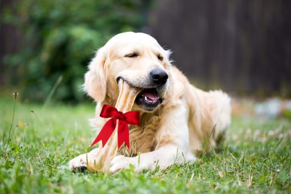 Valentine's treats to give your dog(s).